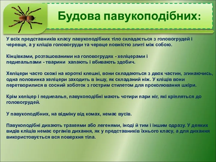 Будова павукоподібних: У всіх представників класу павукоподібних тіло складається з