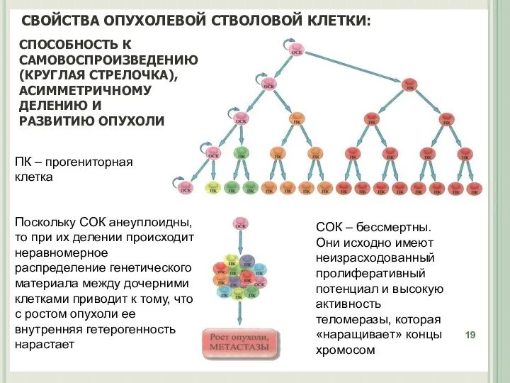 ПК – прогениторная клетка Поскольку СОК анеуплоидны, то при их