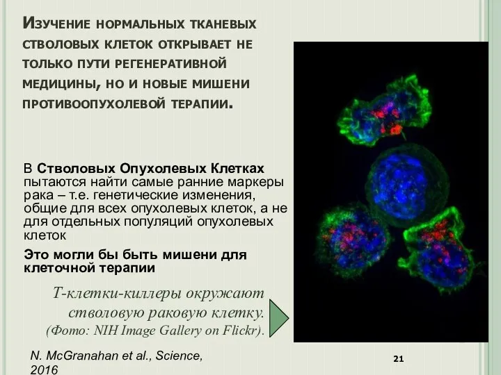 В Стволовых Опухолевых Клетках пытаются найти самые ранние маркеры рака