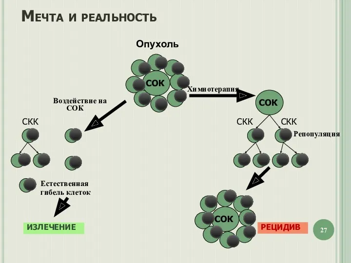 Мечта и реальность Опухоль СОК СОК РЕЦИДИВ Естественная гибель клеток