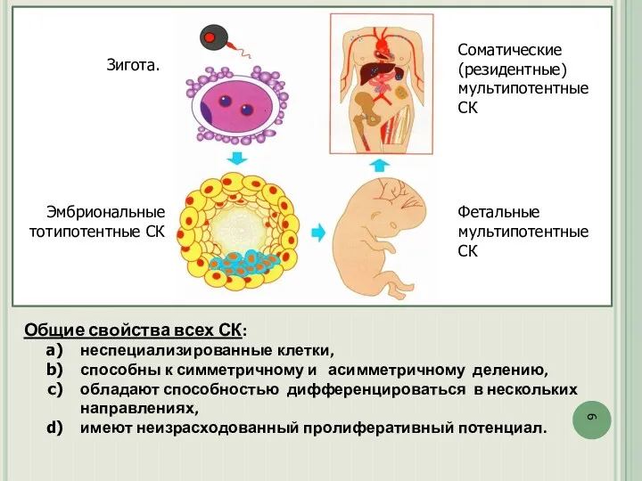 Зигота. Эмбриональные тотипотентные СК Соматические (резидентные) мультипотентные СК Фетальные мультипотентные