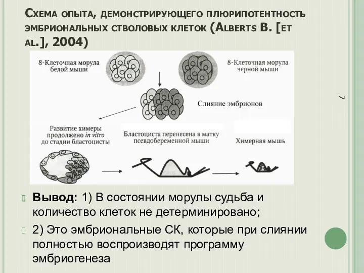 Схема опыта, демонстрирующего плюрипотентность эмбриональных стволовых клеток (Alberts B. [et