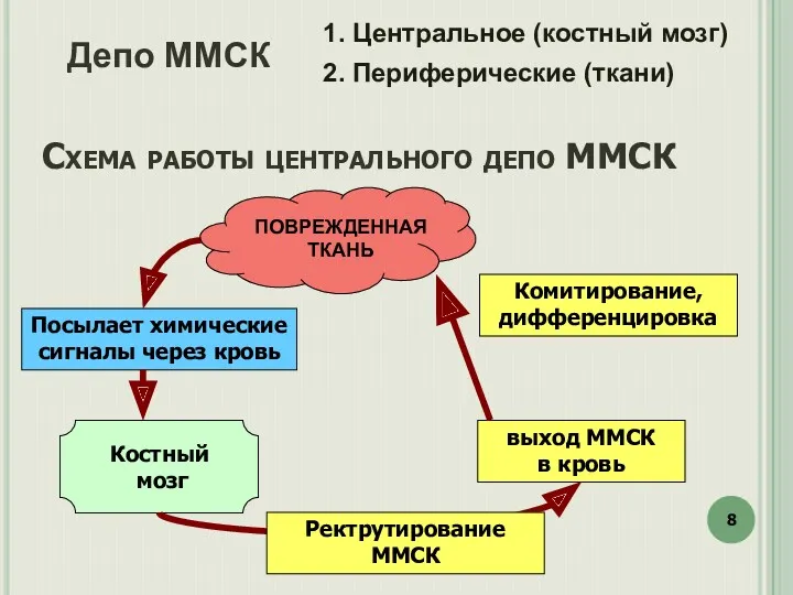 1. Центральное (костный мозг) 2. Периферические (ткани) Посылает химические сигналы