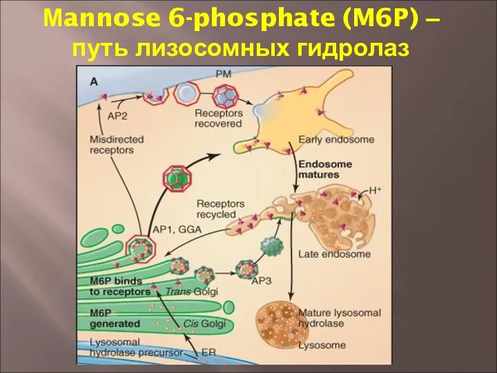 Мannose 6-phosphate (M6P) – путь лизосомных гидролаз