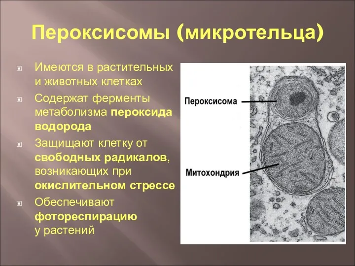 Пероксисомы (микротельца) Имеются в растительных и животных клетках Содержат ферменты