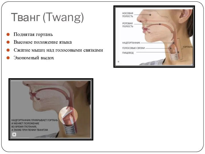 Тванг (Twang) Поднятая гортань Высокое положение языка Сжатие мышц над голосовыми связками Экономный выдох