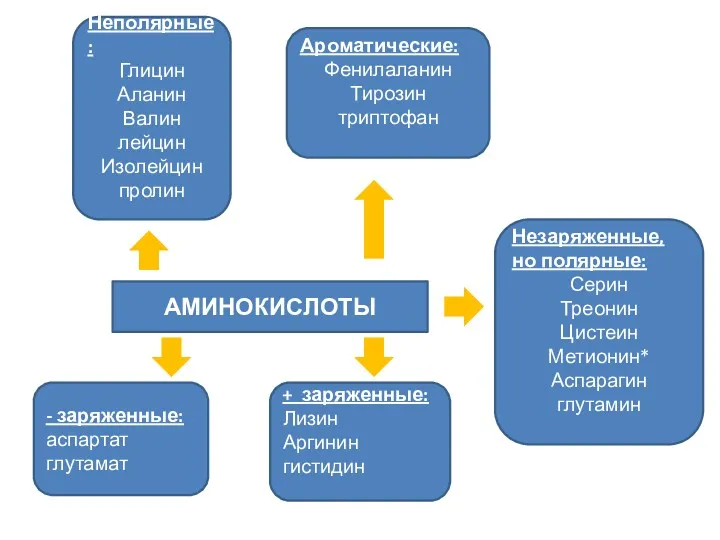АМИНОКИСЛОТЫ Неполярные: Глицин Аланин Валин лейцин Изолейцин пролин Ароматические: Фенилаланин