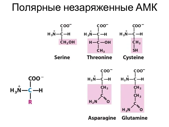 Полярные незаряженные АМК