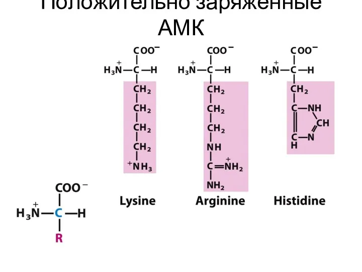 Положительно заряженные АМК