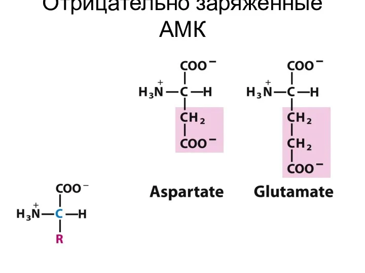 Отрицательно заряженные АМК