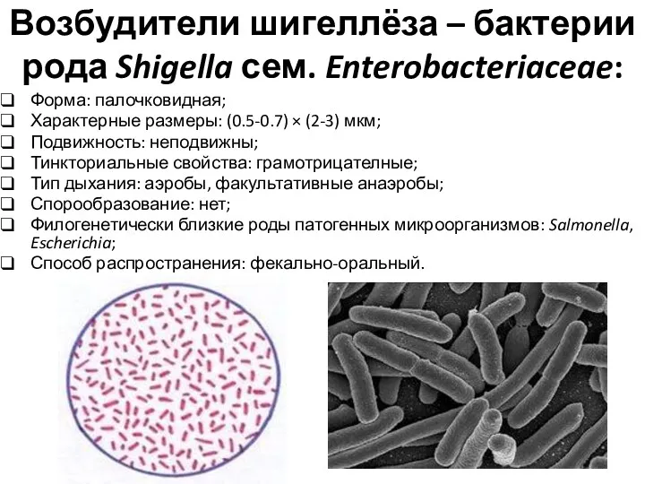 Возбудители шигеллёза – бактерии рода Shigella сем. Enterobacteriaceae: Форма: палочковидная;