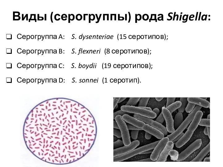 Виды (серогруппы) рода Shigella: Серогруппа A: S. dysenteriae (15 серотипов);