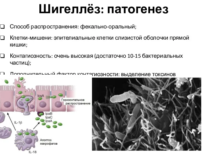 Шигеллёз: патогенез Способ распространения: фекально-оральный; Клетки-мишени: эпителиальные клетки слизистой оболочки