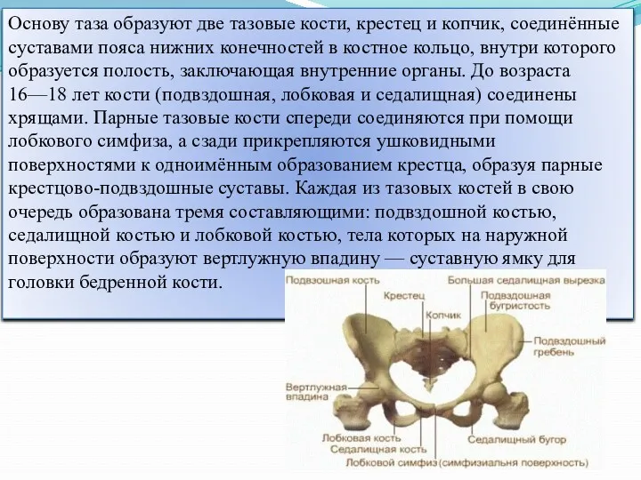 Основу таза образуют две тазовые кости, крестец и копчик, соединённые