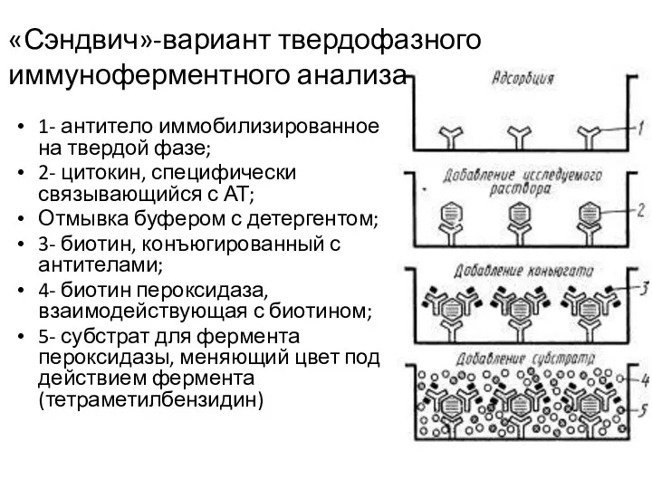 1- антитело иммобилизированное на твердой фазе; 2- цитокин, специфически связывающийся