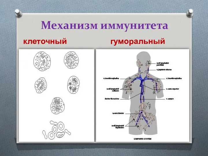 Механизм иммунитета клеточный гуморальный