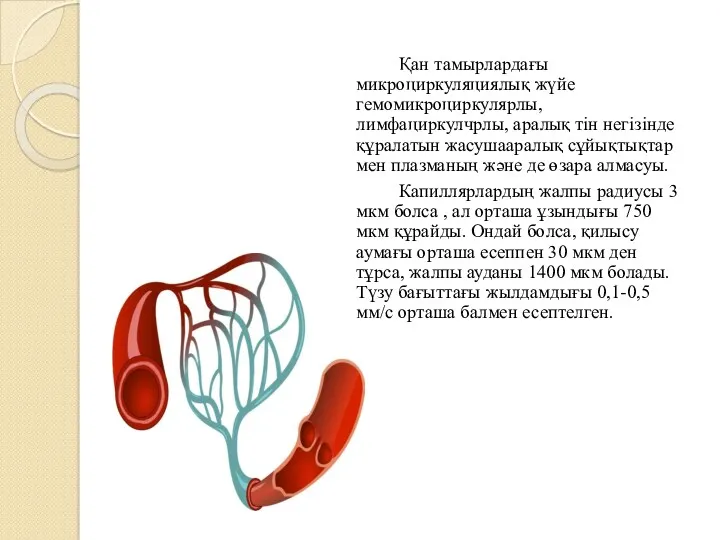 Қан тамырлардағы микроциркуляциялық жүйе гемомикроциркулярлы, лимфациркулчрлы, аралық тін негізінде құралатын