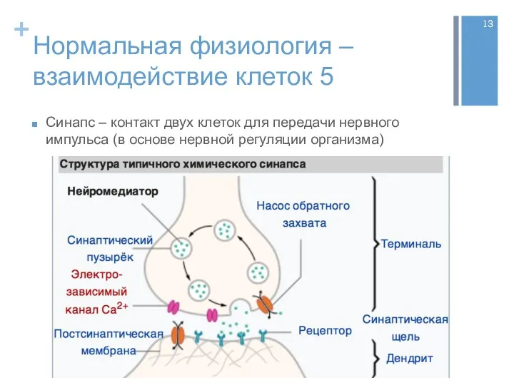 Нормальная физиология – взаимодействие клеток 5 Синапс – контакт двух