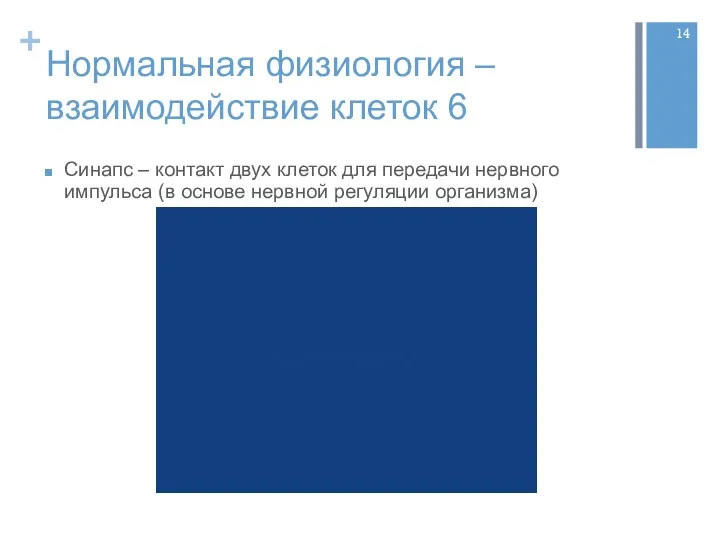 Нормальная физиология – взаимодействие клеток 6 Синапс – контакт двух
