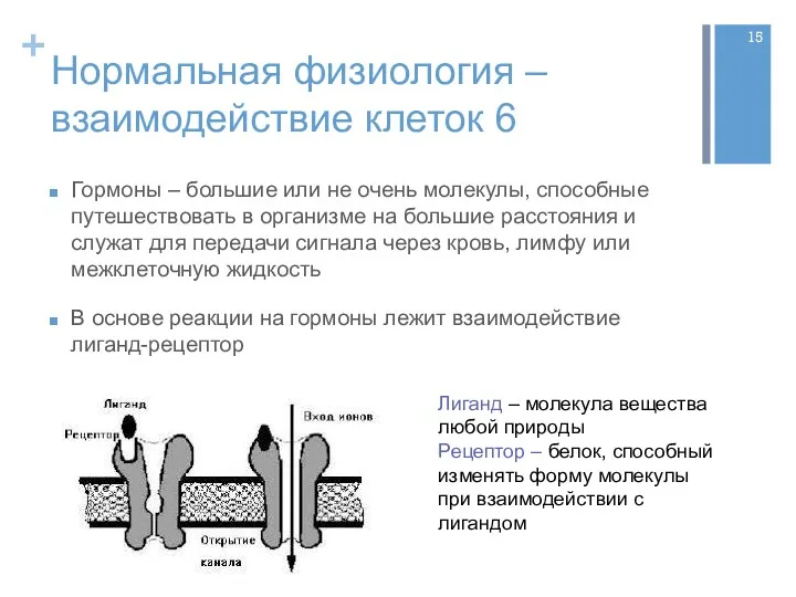 Нормальная физиология – взаимодействие клеток 6 Гормоны – большие или