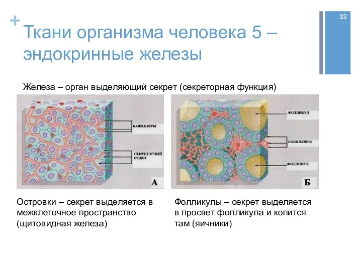 Ткани организма человека 5 – эндокринные железы Островки – секрет