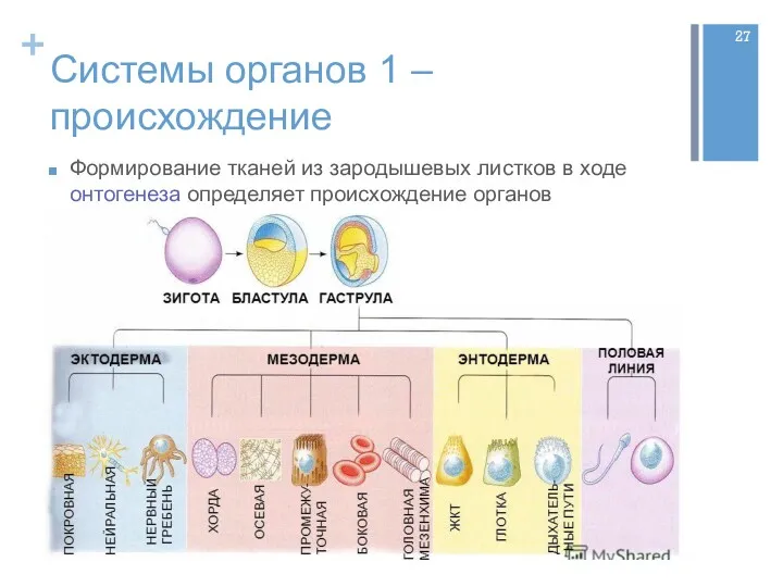 Системы органов 1 – происхождение Формирование тканей из зародышевых листков в ходе онтогенеза определяет происхождение органов