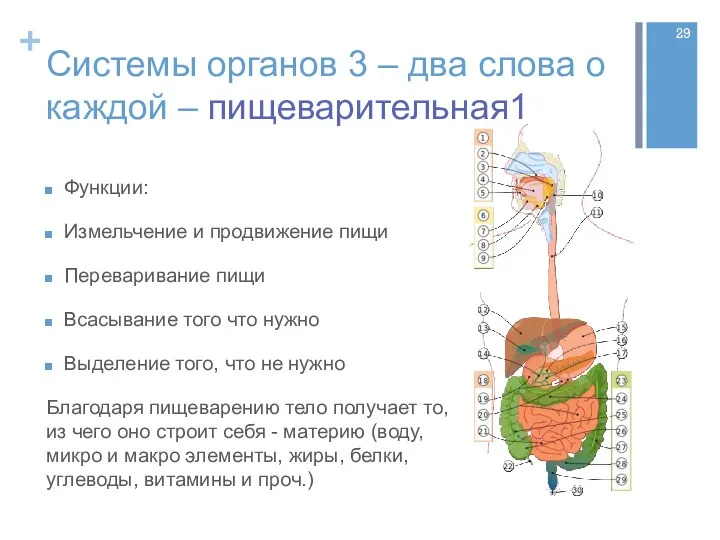 Системы органов 3 – два слова о каждой – пищеварительная1