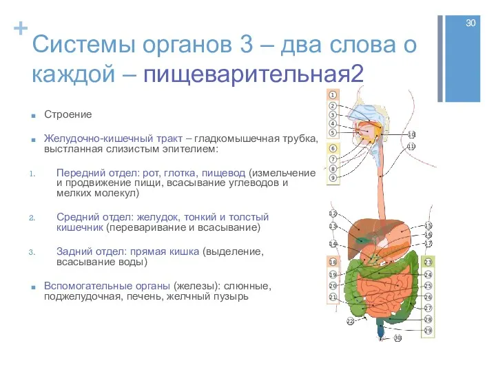 Системы органов 3 – два слова о каждой – пищеварительная2