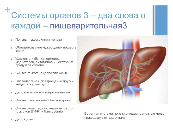 Системы органов 3 – два слова о каждой – пищеварительная3