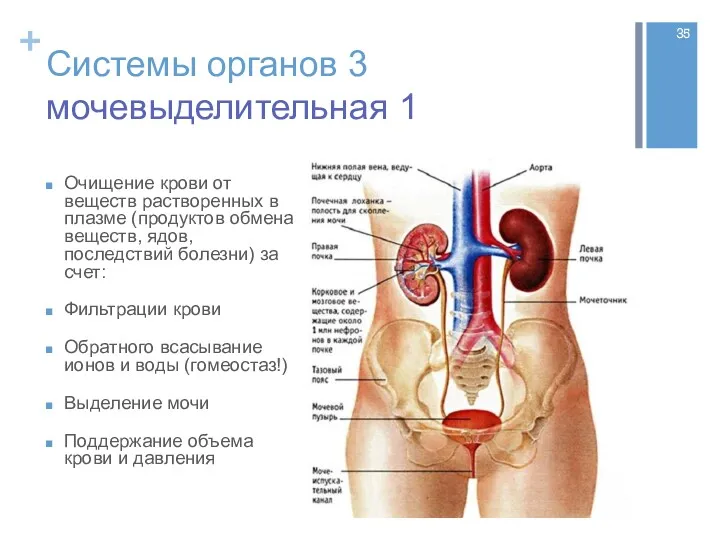 Системы органов 3 мочевыделительная 1 Очищение крови от веществ растворенных