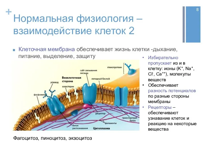 Нормальная физиология – взаимодействие клеток 2 Клеточная мембрана обеспечивает жизнь