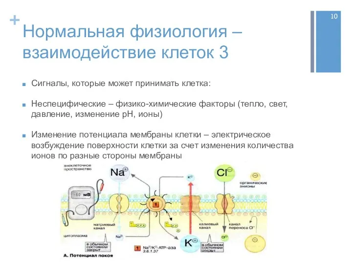 Нормальная физиология – взаимодействие клеток 3 Сигналы, которые может принимать