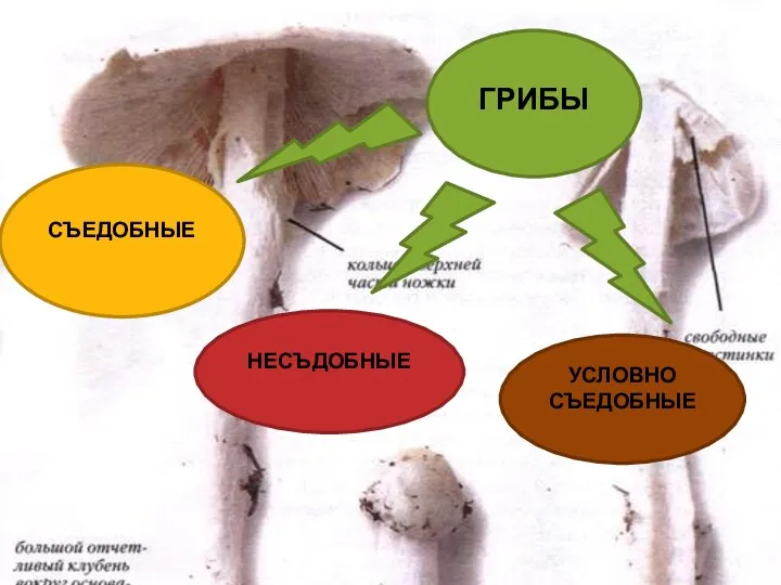 ГРИБЫ СЪЕДОБНЫЕ НЕСЪДОБНЫЕ УСЛОВНО СЪЕДОБНЫЕ