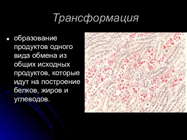 Трансформация образование продуктов одного вида обмена из общих исходных продуктов,