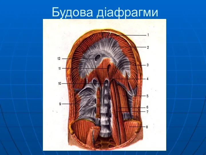 Будова діафрагми