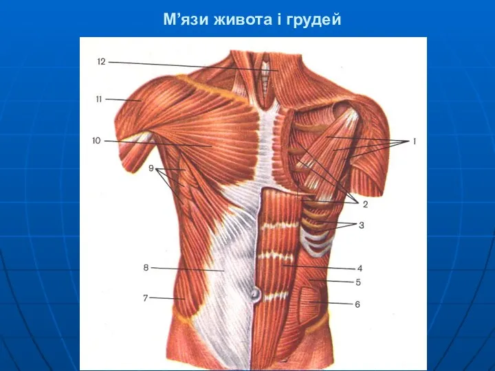 М’язи живота і грудей