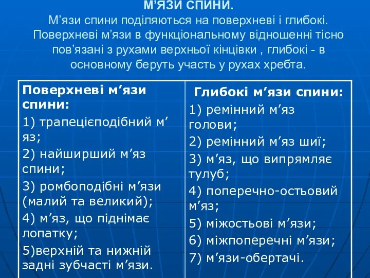 М’ЯЗИ СПИНИ. М’язи спини поділяються на поверхневі і глибокі. Поверхневі