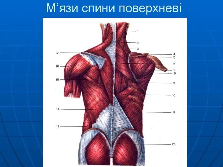 М’язи спини поверхневі