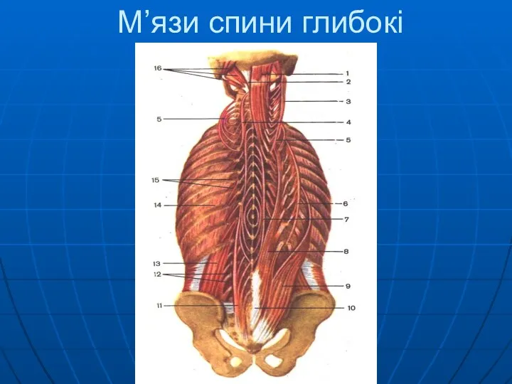 М’язи спини глибокі