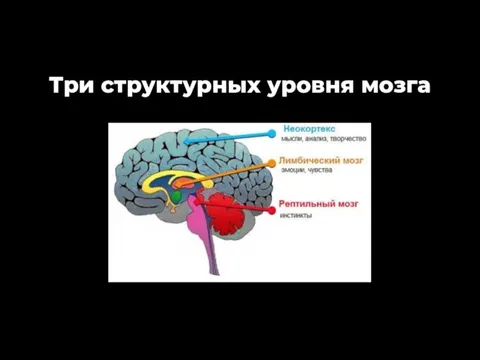 Три структурных уровня мозга