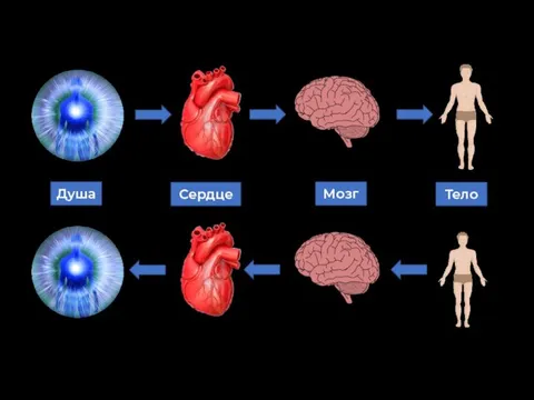 Душа Сердце Мозг Тело