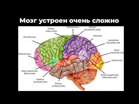 Мозг устроен очень сложно