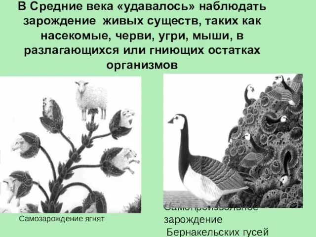 В Средние века «удавалось» наблюдать зарождение живых существ, таких как насекомые, черви, угри,