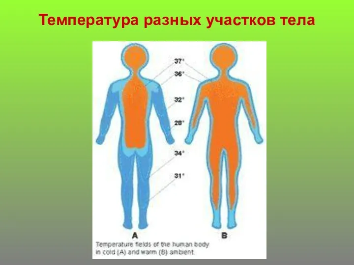 Температура разных участков тела