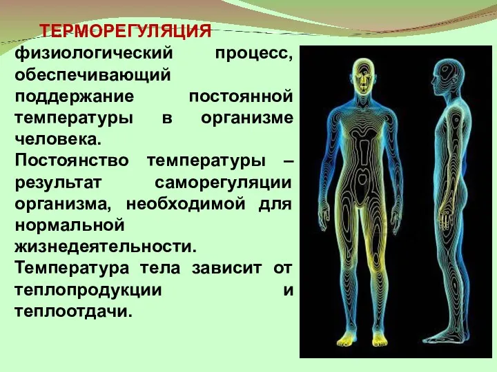 ТЕРМОРЕГУЛЯЦИЯ – физиологический процесс, обеспечивающий поддержание постоянной температуры в организме