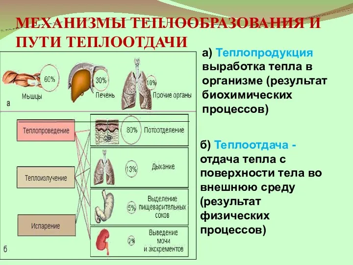 МЕХАНИЗМЫ ТЕПЛООБРАЗОВАНИЯ И ПУТИ ТЕПЛООТДАЧИ а) Теплопродукция выработка тепла в