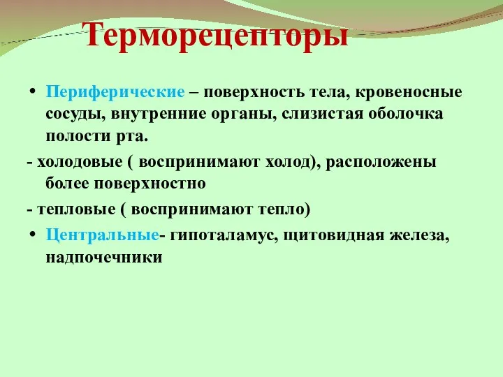 Терморецепторы Периферические – поверхность тела, кровеносные сосуды, внутренние органы, слизистая