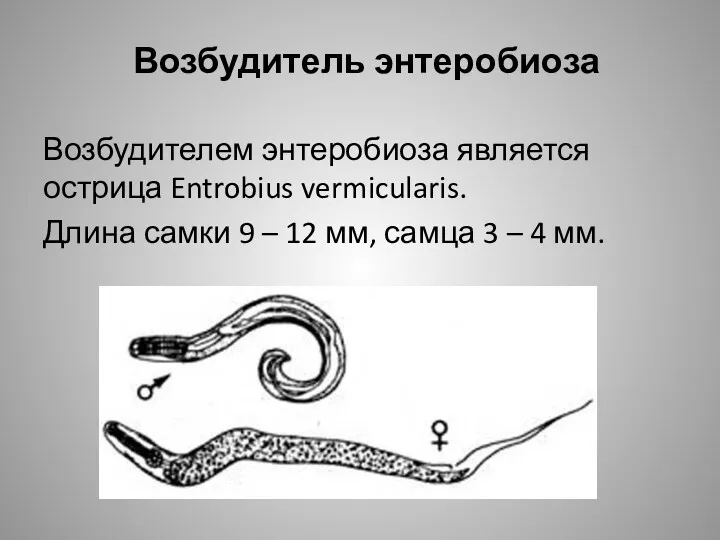 Возбудитель энтеробиоза Возбудителем энтеробиоза является острица Entrobius vermicularis. Длина самки