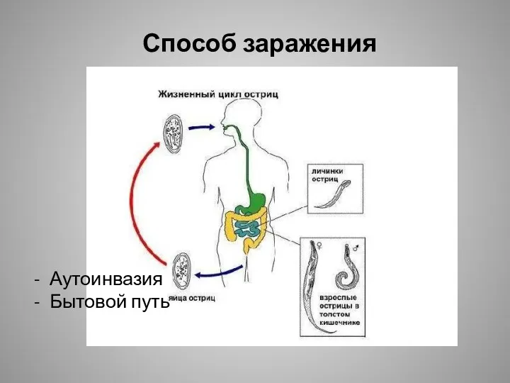 Способ заражения Аутоинвазия Бытовой путь