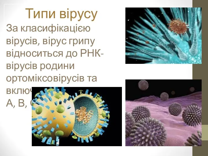 Типи вірусу За класифікацією вірусів, вірус грипу відноситься до РНК-вірусів родини ортоміксовірусів та